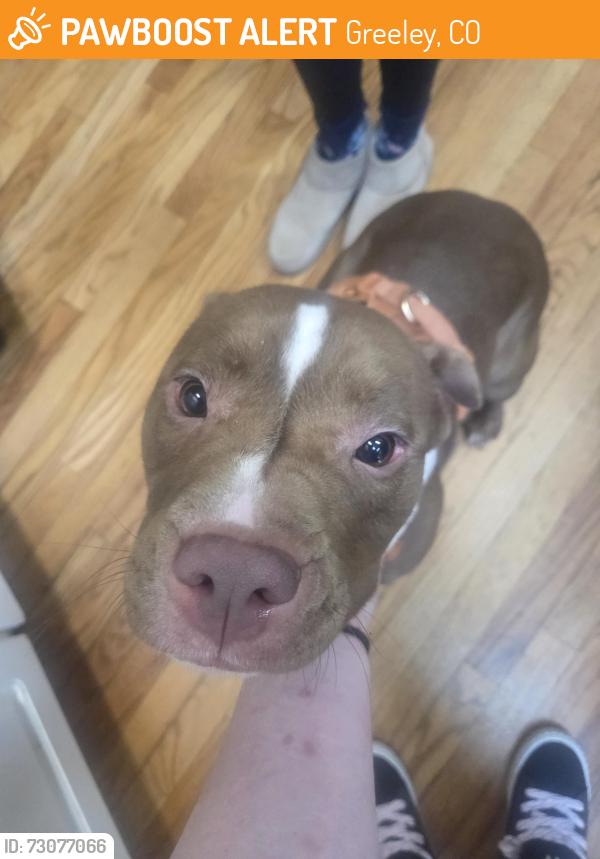 Found/Stray Female Dog last seen Lafyettes creperie, Greeley, CO 80631