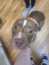 Found/Stray Female Dog last seen Lafyettes creperie, Greeley, CO 80631