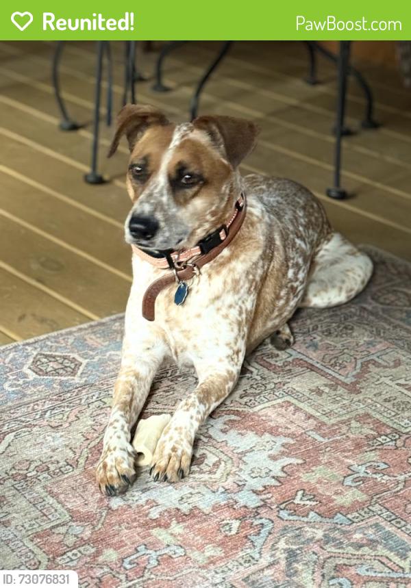 Reunited Female Dog last seen Ridgemont subdivision , Fayette County, GA 30215