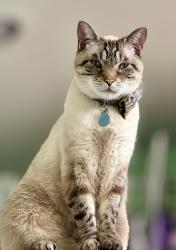 Lost Male Cat last seen Hwy 116, Sebastopol, CA 95472