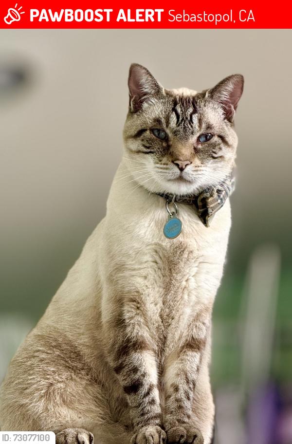 Lost Male Cat last seen Hwy 116, Sebastopol, CA 95472