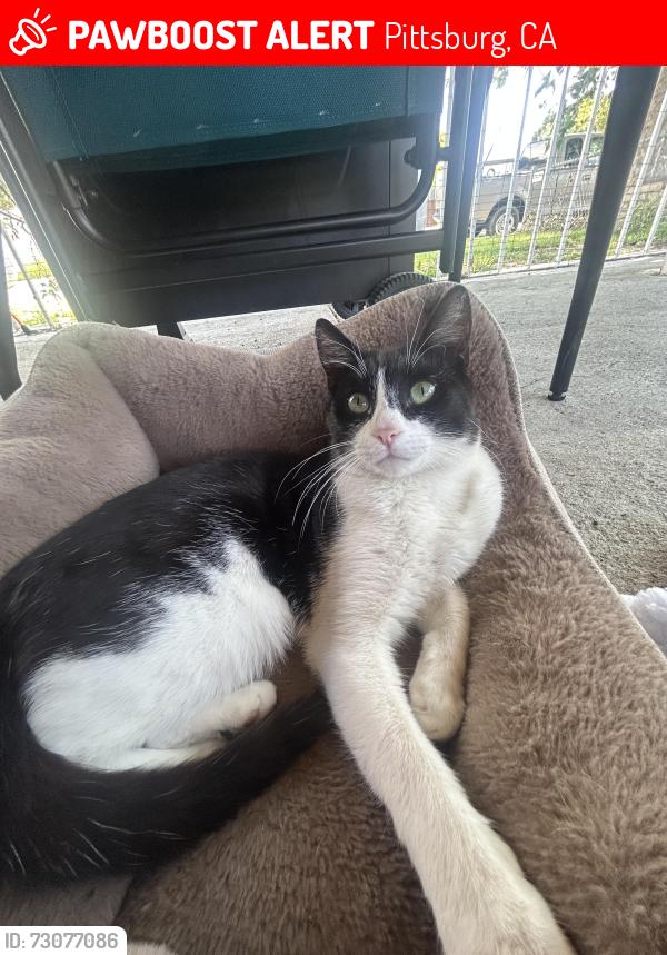 Lost Male Cat last seen Andrew ave Pittsburg ca, Pittsburg, CA 94565