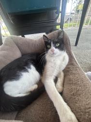 Lost Male Cat last seen Andrew ave Pittsburg ca, Pittsburg, CA 94565