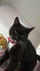Lost Female Cat last seen Hilston avenue, Spring Hill, England WV4 4SZ