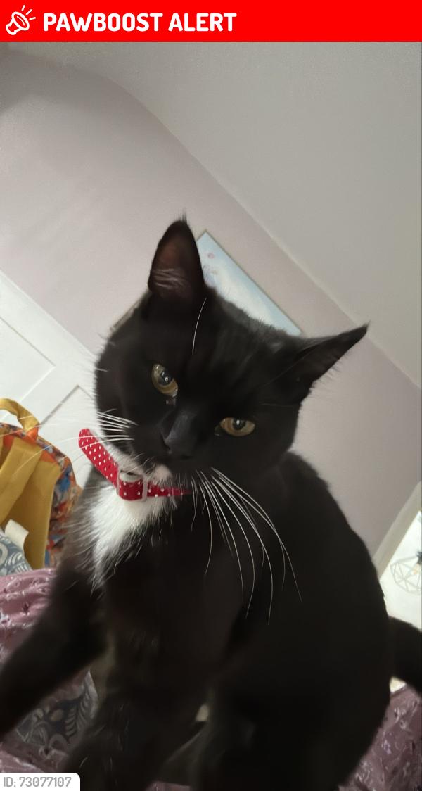 Lost Female Cat last seen Hilston avenue, Spring Hill, England WV4 4SZ