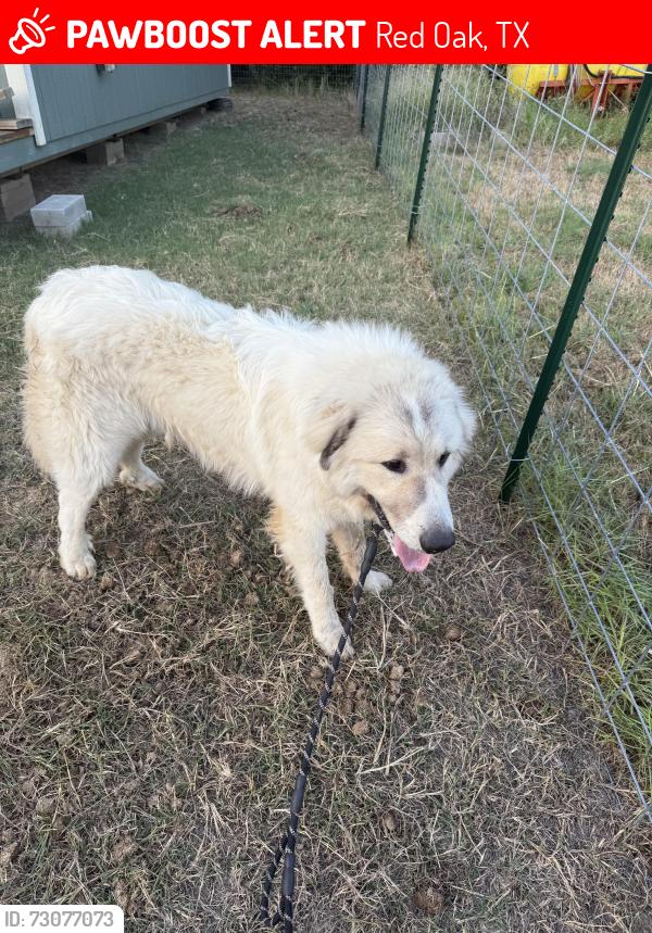 Lost Male Dog last seen Shawnee RD Allen RD, Red Oak, TX 75154