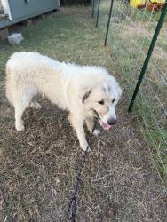 Lost Male Dog last seen Shawnee RD Allen RD, Red Oak, TX 75154