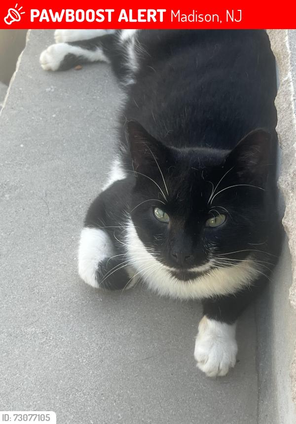Lost Male Cat last seen Kinney street, West St and Park avenue, Madison, NJ 07940