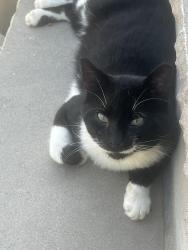 Lost Male Cat last seen Kinney street, West St and Park avenue, Madison, NJ 07940