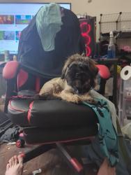 Lost Male Dog last seen Near northeastern, Albuquerque, NM 87112