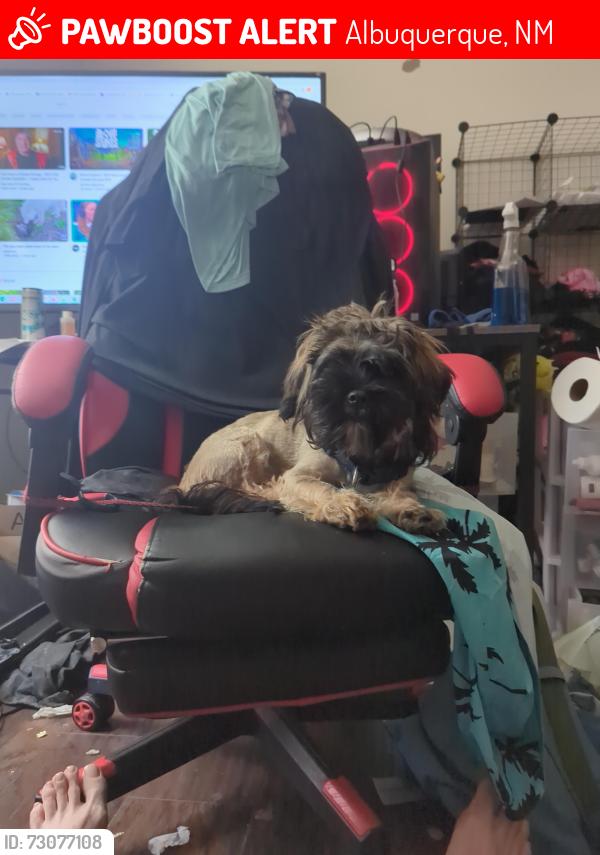 Lost Male Dog last seen Near northeastern, Albuquerque, NM 87112