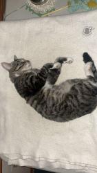 Lost Male Cat last seen Granger st, Hanover, PA 17331