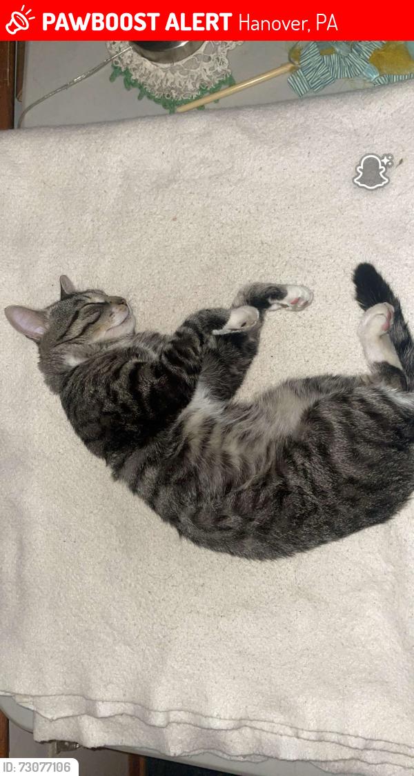 Lost Male Cat last seen Granger st, Hanover, PA 17331
