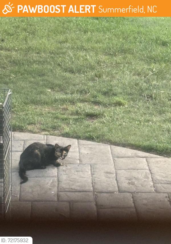 Found/Stray Unknown Cat last seen Food lion on nc 150, Summerfield, NC 27358