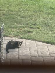 Found/Stray Unknown Cat last seen Food lion on nc 150, Summerfield, NC 27358