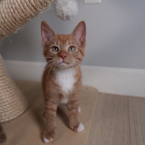 Shelter Stray Male Cat last seen , 8020 Washington St, Port Richey, FL 34668, USA