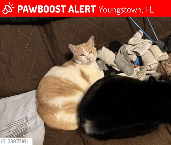 Lost Female Cat last seen Down the road from Pitt springs in Youngstown FL, Youngstown, FL 32466