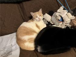 Lost Female Cat last seen Down the road from Pitt springs in Youngstown FL, Youngstown, FL 32466