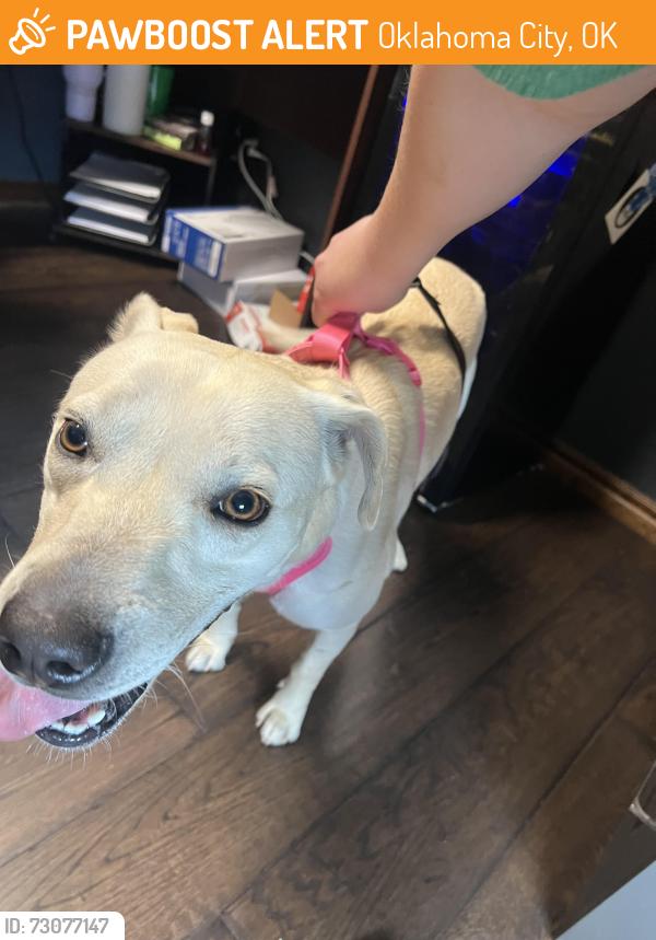 Found/Stray Female Dog last seen I240 & western, Oklahoma City, OK 73159