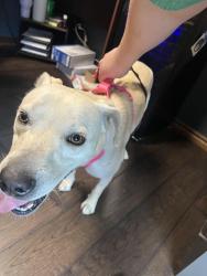 Found/Stray Female Dog last seen I240 & western, Oklahoma City, OK 73159