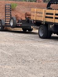 Found/Stray Unknown Dog last seen Sprague street at landscaping business, Winston-Salem, NC 27107