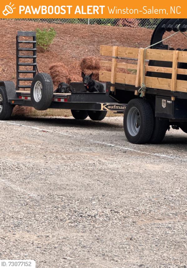 Found/Stray Unknown Dog last seen Sprague street at landscaping business, Winston-Salem, NC 27107