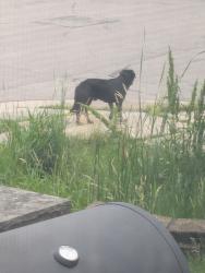 Found/Stray Male Dog last seen Oak Park and Washburn Ave N., Minneapolis MN, Minneapolis, MN 55411
