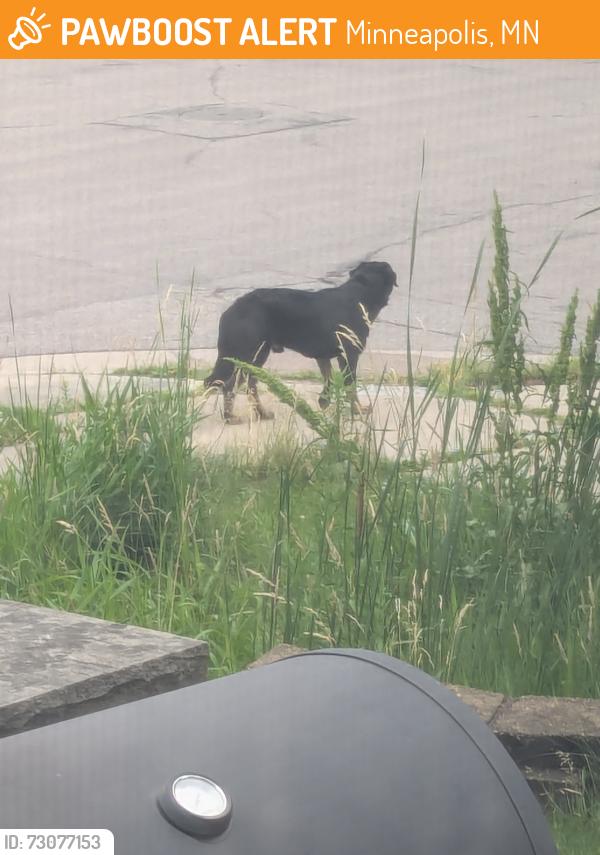 Found/Stray Male Dog last seen Oak Park and Washburn Ave N., Minneapolis MN, Minneapolis, MN 55411