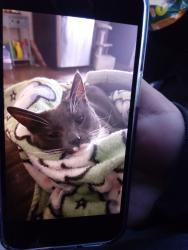 Lost Male Cat last seen Sierra Madre and Todd, Azusa, CA 91702