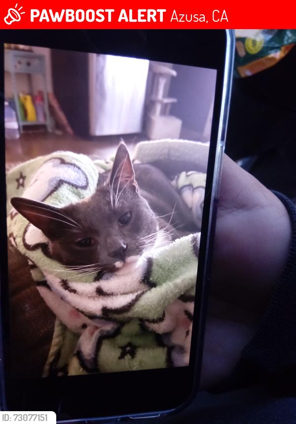 Lost Male Cat last seen Sierra Madre and Todd, Azusa, CA 91702