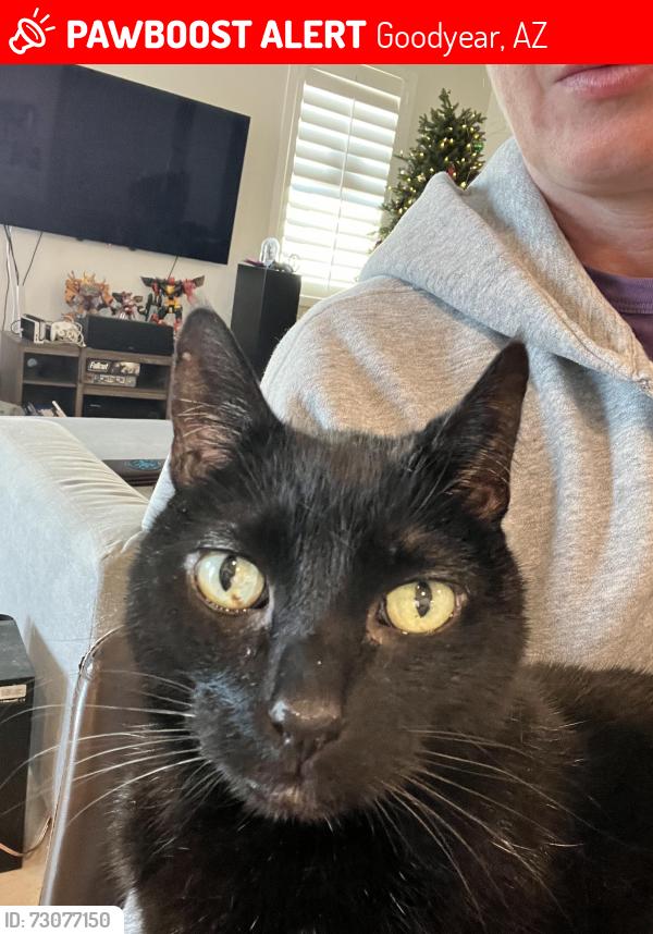 Lost Male Cat last seen Pebble creek and 154th dr near groves retirement home in terra de oro, Goodyear, AZ 85395