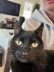 Lost Male Cat last seen Pebble creek and 154th dr near groves retirement home in terra de oro, Goodyear, AZ 85395