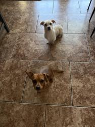 Found/Stray Male Dog last seen N 49th Ave & W Bryce Ave, Glendale, AZ 85301