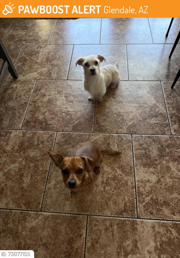 Found/Stray Male Dog last seen N 49th Ave & W Bryce Ave, Glendale, AZ 85301
