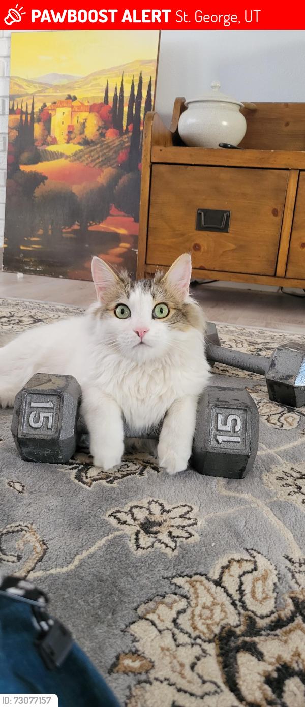 Lost Male Cat last seen Near w Winchester blvd, St. George, UT 84770