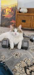 Lost Male Cat last seen Near w Winchester blvd, St. George, UT 84770