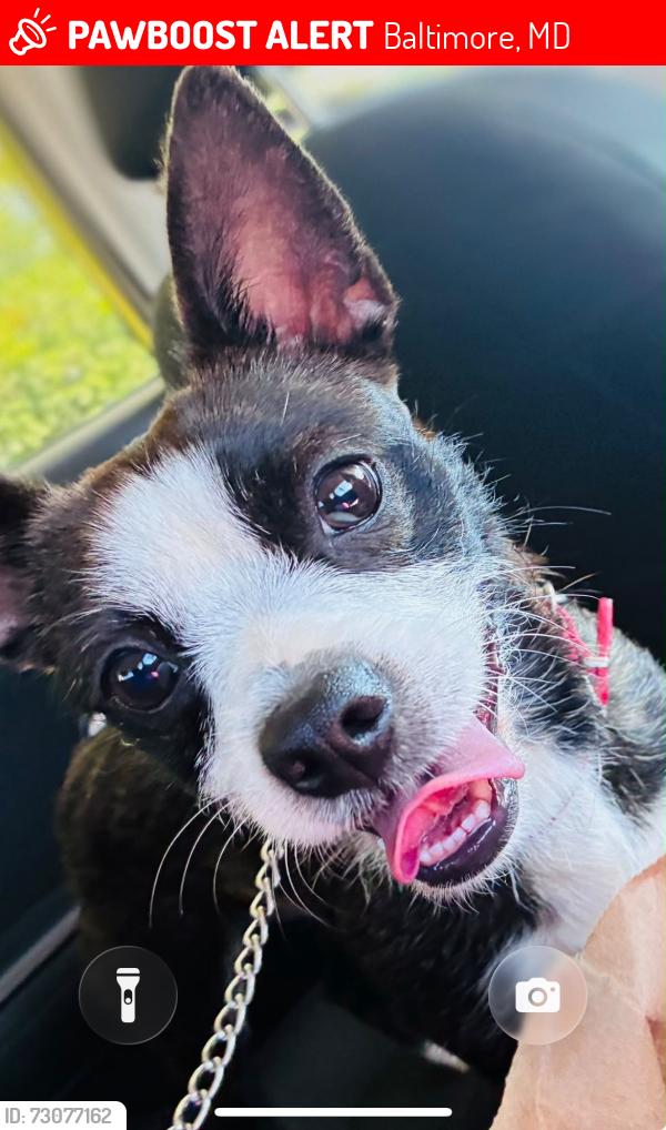 Lost Female Dog last seen Near Cliftview Ave, Baltimore, MD 21213, Baltimore, MD 21213