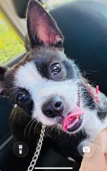 Lost Female Dog last seen Near Cliftview Ave, Baltimore, MD 21213, Baltimore, MD 21213