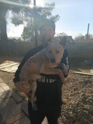 Reunited Male Dog last seen 30th Street avenue o, Palmdale, CA 93551