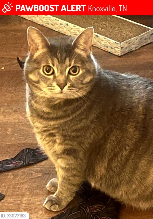 Lost Female Cat last seen Hardin Valley at Yellow Birch Way, Knoxville, TN 37931