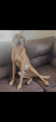 Lost Male Dog last seen Santa Fe, Wichita, KS 67211