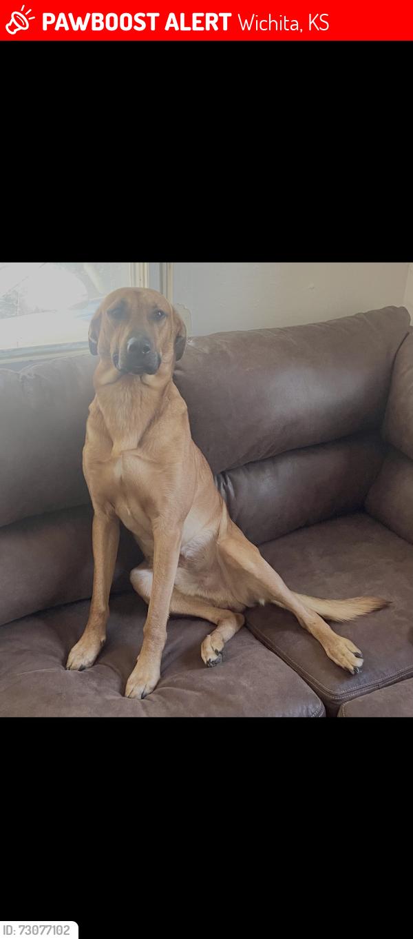 Lost Male Dog last seen Santa Fe, Wichita, KS 67211
