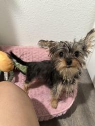 Lost Female Dog last seen Alleghany St, San Diego, CA 92139