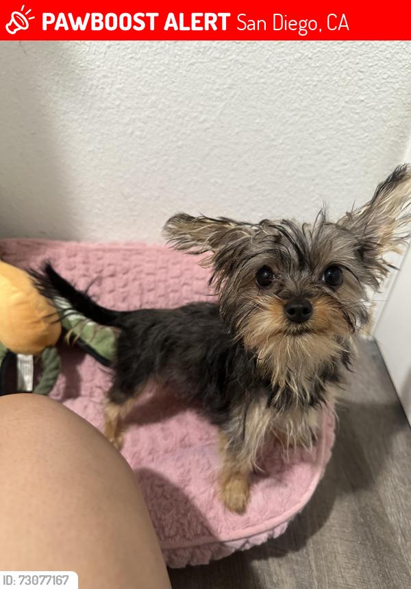 Lost Female Dog last seen Alleghany St, San Diego, CA 92139