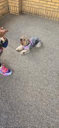Reunited Female Dog last seen Swimming pool, Pittsburgh, PA 15213