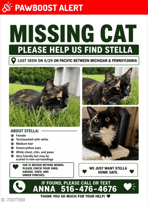 Lost Female Cat last seen Pacific St, Massapequa Park, NY 11762