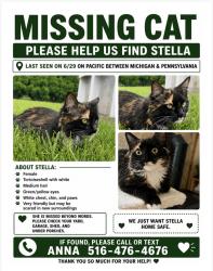 Lost Female Cat last seen Pacific St, Massapequa Park, NY 11762