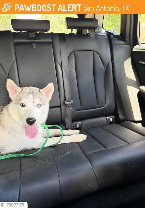 Found/Stray Female Dog last seen Lincoln heights shopping center, San Antonio, TX 78209