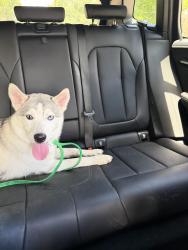 Found/Stray Female Dog last seen Lincoln heights shopping center, San Antonio, TX 78209