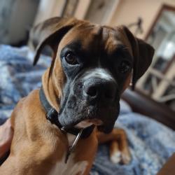Reunited Male Dog last seen Cherry Log, Cherry Log, GA 30522